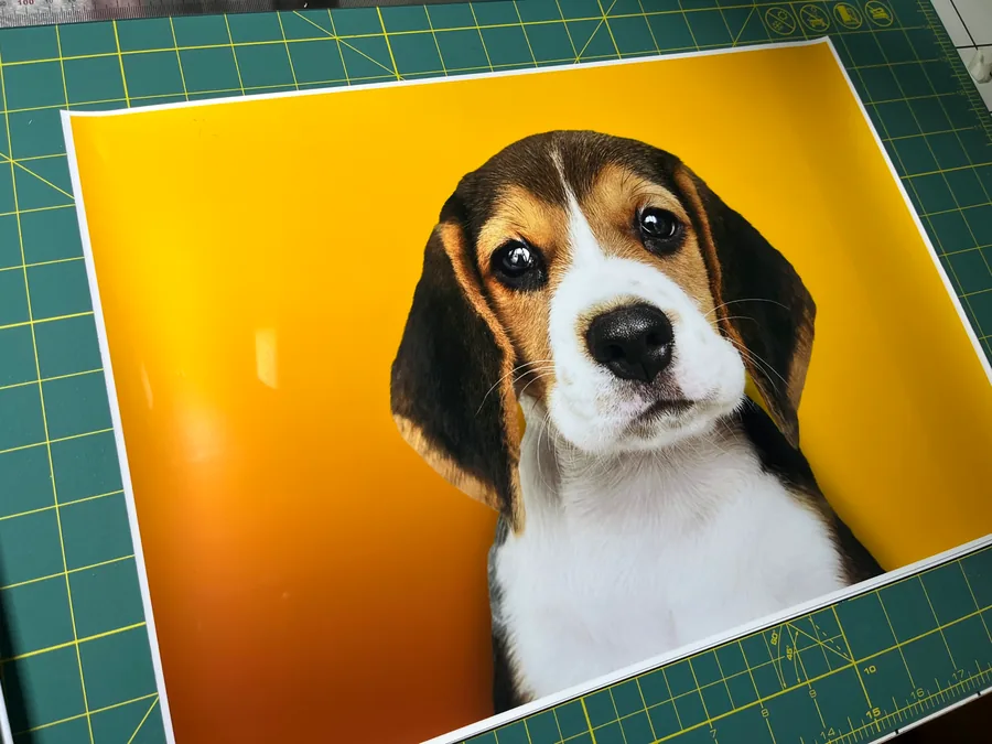 Glossy photo print of a beagle puppy on a bright yellow background, on a cutting mat