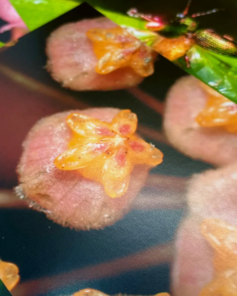Close-up of a glossy photo print of a fuzzy pink flower with orange petals
